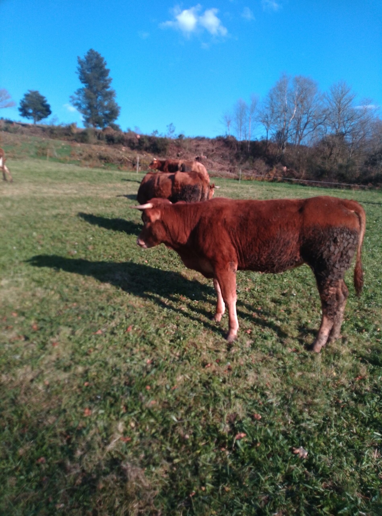 Vacas pastando libremente